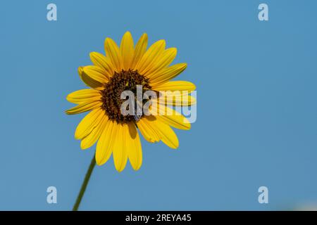 A Carpenter Bee with its body and legs covered in yellow pollen as it pollinates a large Sunflower blooming on a sunny, Summer morning. Stock Photo