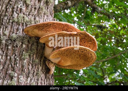 Shaggy bracket on tree trunk. Latin name of mushroom - innotus hispidus. Stock Photo