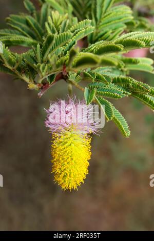 Colorful flower of a sickle bush (Dichrostachys cinerea), southern Africa Stock Photo