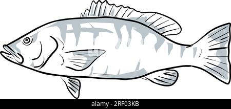 Cubera snapper Fish Gulf of Mexico Cartoon Drawing Stock Photo - Alamy