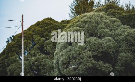 Trees in the lost village of Sirgala Stock Photo