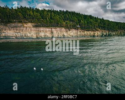 Swans by the cliff of Panga Stock Photo