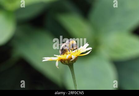 Insect Bee feeding on a variegated yellow white Crown Daisy flower, white tip petals Stock Photo
