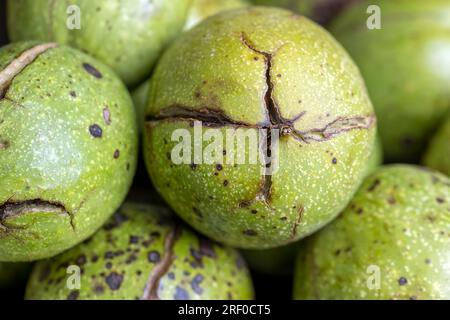 Ripe walnuts with green shells, unpeeled but harvested walnuts Stock Photo