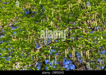 green foliage on hornbeam tree in spring bloom, beautiful new leaves on hornbeam trees in spring Stock Photo