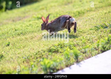 eastern cottontail (Sylvilagus floridanus) rabbit in Osage Park, Bentonville, Arkansas Stock Photo