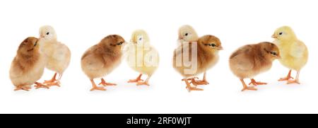 Collage with small cute baby chickens isolated on white Stock Photo