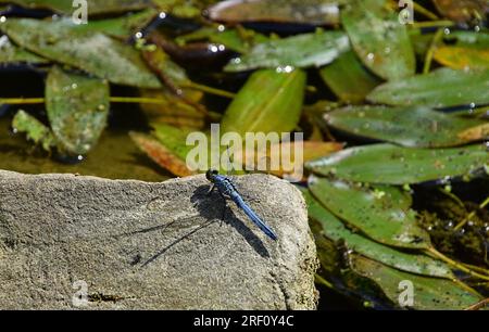A dragonfly sitting on a rock Stock Photo