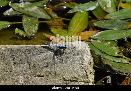 A dragonfly sitting on a rock Stock Photo