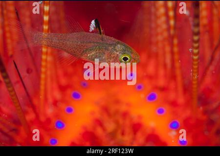 Frostfin Cardinalfish, Ostorhinchus hoevenii, on Radiant Fire Urchin, Astropyga radiata, TK3 dive site, Lembeh Straits, Sulawesi, Indonesia Stock Photo