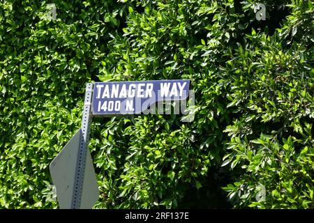 Los Angeles, California, USA 30th July 2023 Tanager Way on July 30, 2023 in Los Angeles, California, USA. Photo by Barry King/Alamy Stock Photo Stock Photo