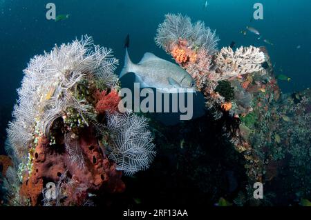 Lowfin Drummer, Kyphosus vaigiensis, by coral-encrusted side of USAT Liberty ship, Liberty Wreck dive site, Tulamben, Karangasem, Bali, Indonesia Stock Photo