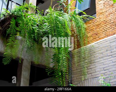 Boston fern plant (Nephrolepis exaltata Bostoniensis) hanging on balcony upstairs on concrete wall building background. Beautiful fresh green common s Stock Photo