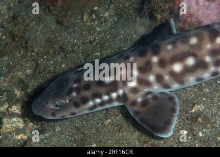 Coral Cat Shark, Atelomycterus marmoratus, classified as Near Threatened, night dive, Nudi Falls dive site, Lembeh Straits, Sulawesi, Indonesia Stock Photo