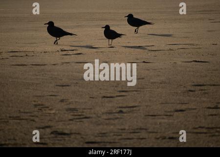 Quintay, Valparaiso, Chile. 29th July, 2023. Seagulls walk along the seashore at sunset on the beach of Quintay, Chile, on a winter day. (Credit Image: © Matias Basualdo/ZUMA Press Wire) EDITORIAL USAGE ONLY! Not for Commercial USAGE! Stock Photo