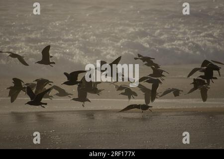 Quintay, Valparaiso, Chile. 29th July, 2023. Seagulls fly at sunset on the beach of Quintay, Chile, on a winter day. (Credit Image: © Matias Basualdo/ZUMA Press Wire) EDITORIAL USAGE ONLY! Not for Commercial USAGE! Stock Photo
