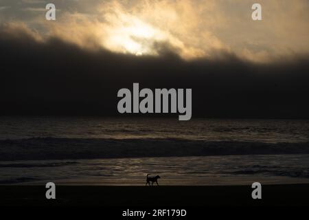 Quintay, Valparaiso, Chile. 29th July, 2023. A dog walks along the seashore at sunset in Quintay, Chile, on a winter day. (Credit Image: © Matias Basualdo/ZUMA Press Wire) EDITORIAL USAGE ONLY! Not for Commercial USAGE! Stock Photo