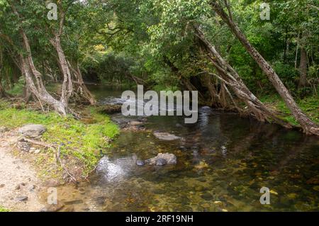 Little Mulgrave River, Peaceful Tree lined river scene, Mulgrave Valley, Cairns, Australia. Stock Photo