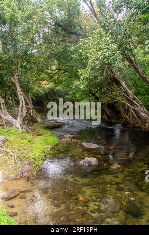 Little Mulgrave River, Peaceful Tree lined river scene, Mulgrave Valley, Cairns, Australia. Stock Photo