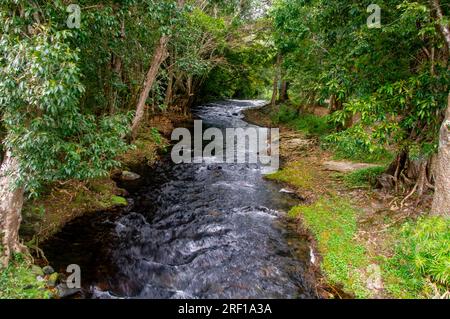 Little Mulgrave River, Peaceful Tree lined river scene, Mulgrave Valley, Cairns, Australia. Stock Photo