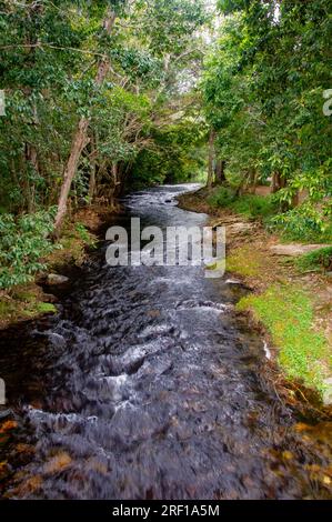 Little Mulgrave River, Peaceful Tree lined river scene, Mulgrave Valley, Cairns, Australia. Stock Photo