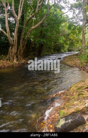 Little Mulgrave River, Peaceful Tree lined river scene, Mulgrave Valley, Cairns, Australia. Stock Photo