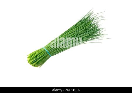 Green chives leaves vegetable bunch tied with blue rubber band isolated on white. Allium schoenoprasum. Stock Photo