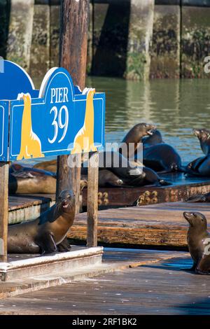 Sea lions congregate and bask in the sunshine on the docks of San Francisco's Pier 39, a hub of urban wildlife and popular sightseeing spot. Stock Photo