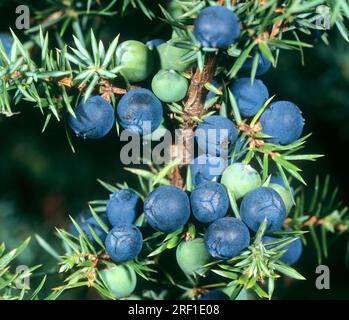 Junioper berries ripening on the shrub Juniperus communis Alps, Austria Stock Photo