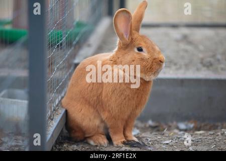 Rabbit New Zealand red fluffy in the aviary. Stock Photo