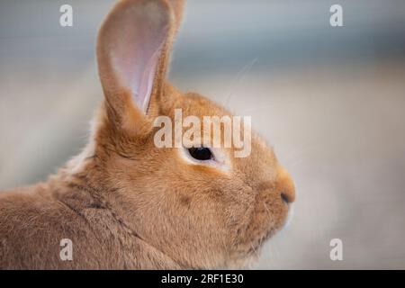 The muzzle of a New Zealand Red rabbit breed close-up in profile. Stock Photo