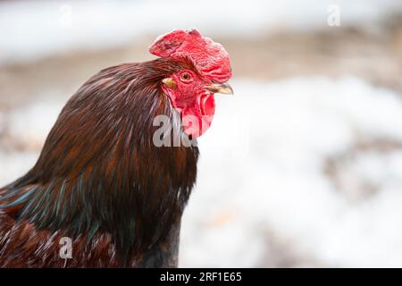 An important black rooster with a red beard and a crest in profile. Stock Photo