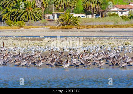 Peaceful coexistence: Group of brown pelicans and seagulls find respite on the shallow waters, set against the backdrop of palm trees and residential Stock Photo