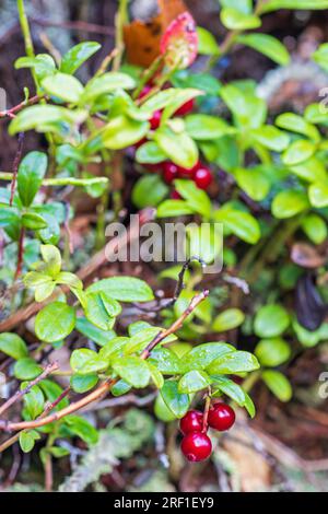 Red Lingonberry with green leaf Stock Photo
