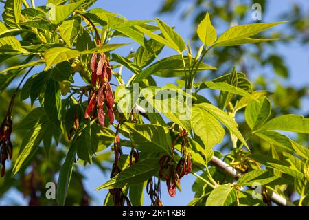 A close-up of the reddish-pink ripening fruits of the maple. Stock Photo