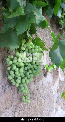 Large Cluster of green grapes on concrete wall in Andalusian village Stock Photo