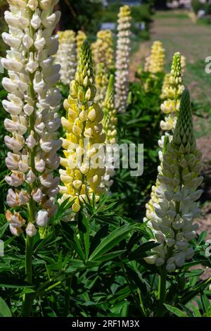 White tall Lupine flowers during spring blossom with selective focus and blurred background. Stock Photo