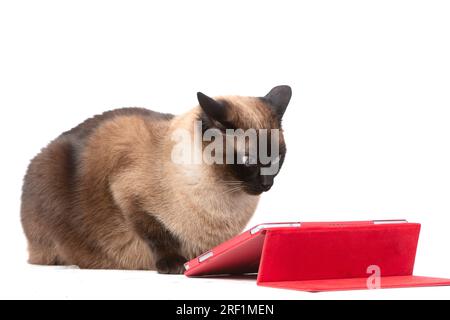 The cat looks into the tablet on a white background. The cat is a scientist, smart educated. Stock Photo
