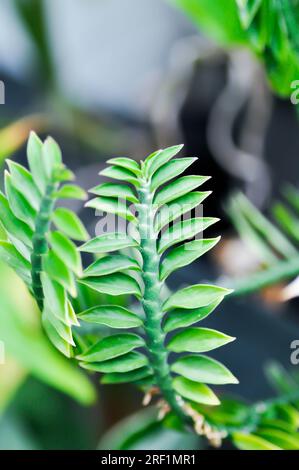 Euphorbia tithymaloides, euphorbiaceae or Homalocladium platycladum or Muchlenbeckia platyclada Meissn or Muehlenbeckia platyclada or POLYGONACEAE pla Stock Photo