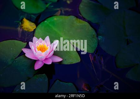 Beautiful natural background. Pink water lily flower Nymphaeum 'Madame Wilfron Gonner' floats in the pond. Stock Photo