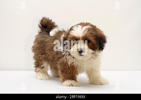 Lhasa Apso puppy 8 weeks in studio on/with white background Stock Photo