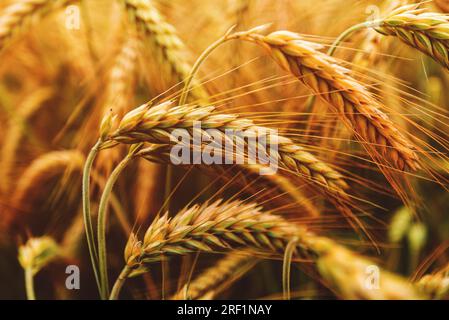 Ripening ears of common wheat (Triticum aestivum) cultivated crops in field, selective focus Stock Photo