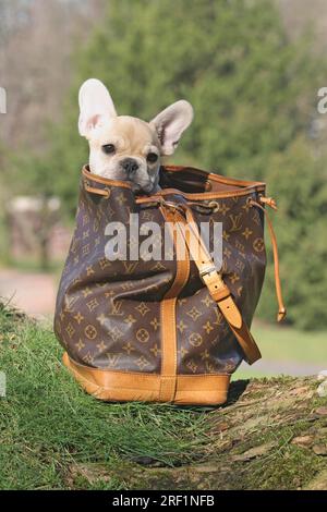 French Bulldog, 12 weeks old, sitting in the backpack and looking out with her head Other motifs on this subject available on request Stock Photo