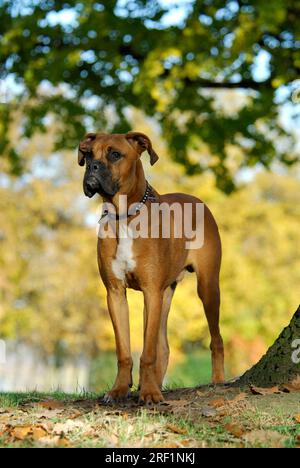 Boxer Dog, (Old Standard Breed with Cut Ears), Mother playing with Pup ...