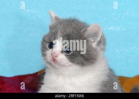 studio portrait of a tabby white british shorthair cat sitting looking ...