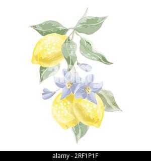 three lemons on a branch with flowers vector watercolor Stock Vector
