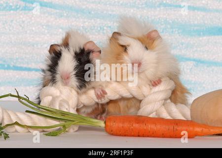 2 Angora guinea pigs, both 6 weeks old, standing side by side with their front paws on a climbing rope and have a carrot in front of them. Stock Photo
