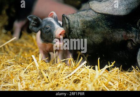 Hallisch pig, Schwaebisch-Haellisches Landschwein, Hallisch pig with piglets Stock Photo