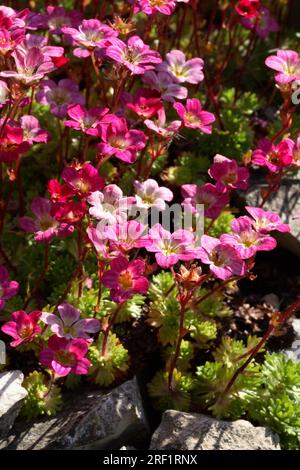 - Rose saxifrage (Saxifraga rosacea) Stock Photo