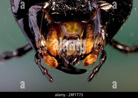 Devil's coach-horse beetle (Ocypus olens) (Staphylinus olens), Germany Stock Photo
